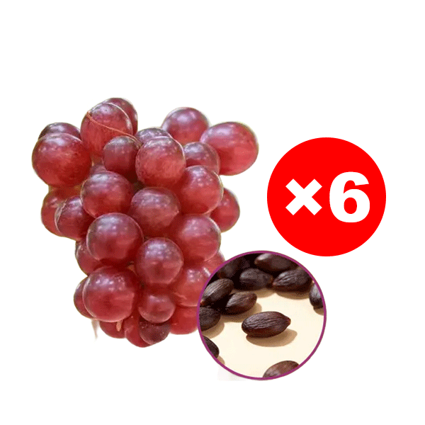 Queen Nina Traubenkerne mit Noten von hochwertigem Rotwein