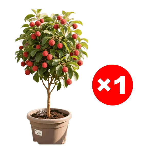 Ausgewählte Litschisetzlinge! Früchte größer als ein Ei, dickes Fruchtfleisch! 99% Überlebensrate!