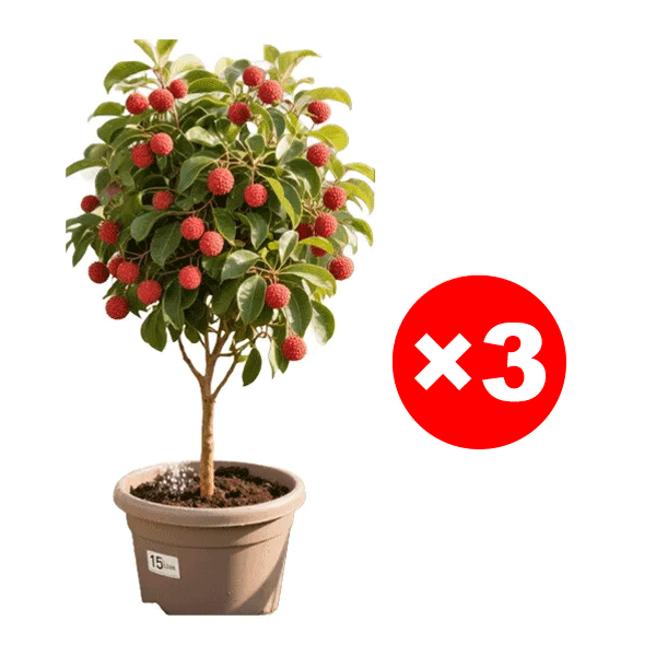 Ausgewählte Litschisetzlinge! Früchte größer als ein Ei, dickes Fruchtfleisch! 99% Überlebensrate!