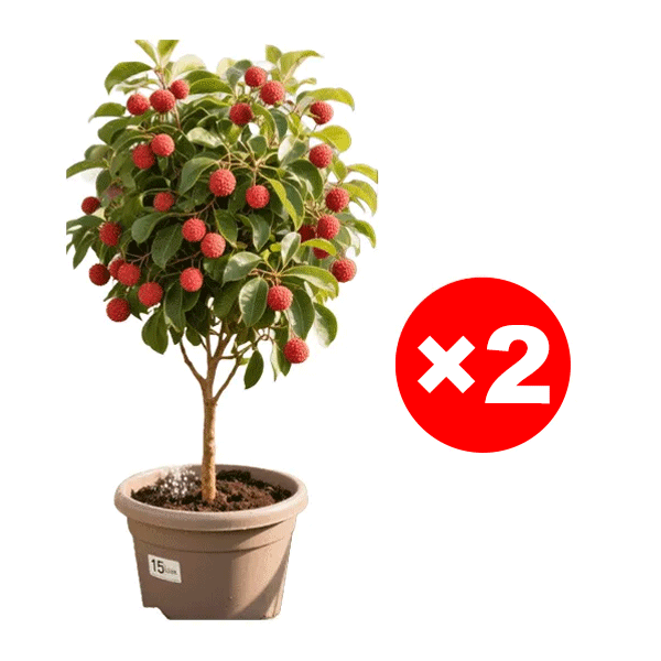 Ausgewählte Litschisetzlinge! Früchte größer als ein Ei, dickes Fruchtfleisch! 99% Überlebensrate!