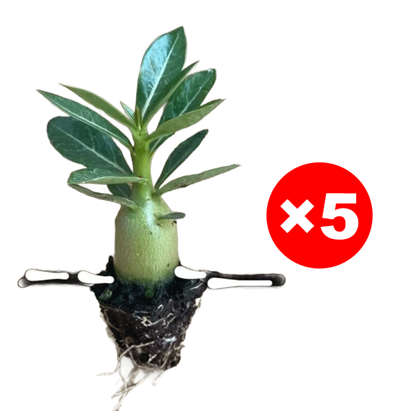 【Mit Wasser gedeiht es 100 Jahre】Wüstenrosen-Zwiebelblume, Von -20°C bis 40°C.