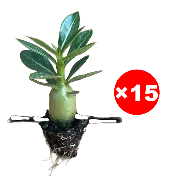 【Mit Wasser gedeiht es 100 Jahre】Wüstenrosen-Zwiebelblume, Von -20°C bis 40°C.