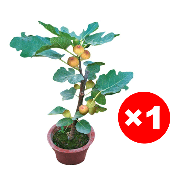 【Doppelter Anthocyangehalt】Honigsüße und zartschmelzende Feigenbaum-Setzlinge