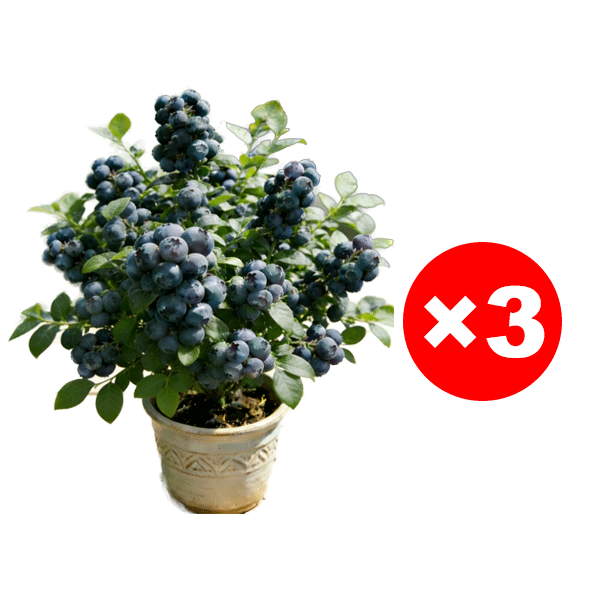 ✨Zeitlich begrenzte Aktion✨Selbstbestäubende Riesen-Blaubeerbaumsetzlinge