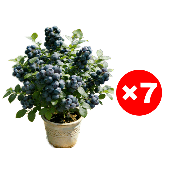 ✨Zeitlich begrenzte Aktion✨Selbstbestäubende Riesen-Blaubeerbaumsetzlinge