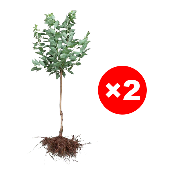 März verpasst? Ein Jahr gewartet! Ernten Sie jetzt saftig-süße Goldpfirsiche im eigenen Garten.