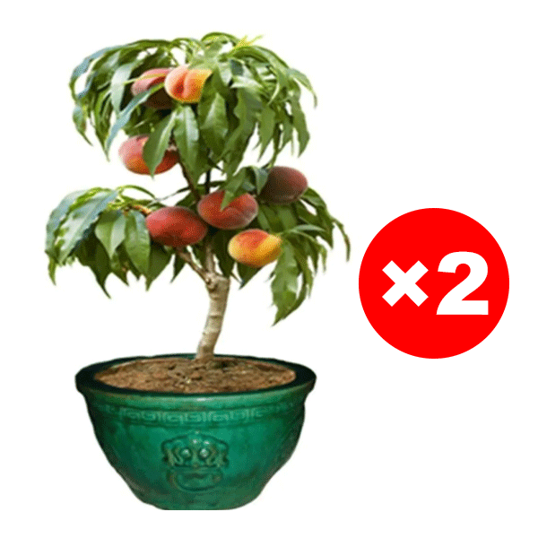 Robuste und pflegeleichte rote Pfirsichsetzlinge