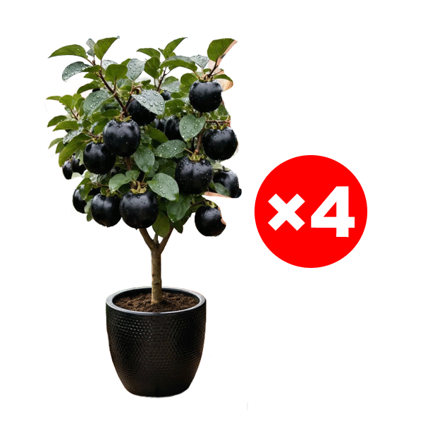 Schokoladen-schwarze Persimonensprossen