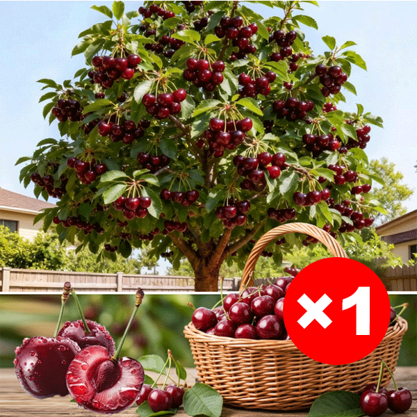 Extra Large Goma Harry Cherry Tree Saplings