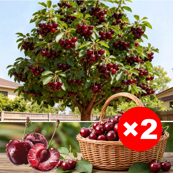 Extra Large Goma Harry Cherry Tree Saplings