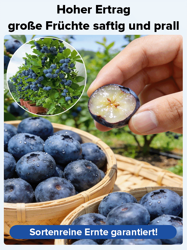 ✨Zeitlich begrenzte Aktion✨Selbstbestäubende Riesen-Blaubeerbaumsetzlinge