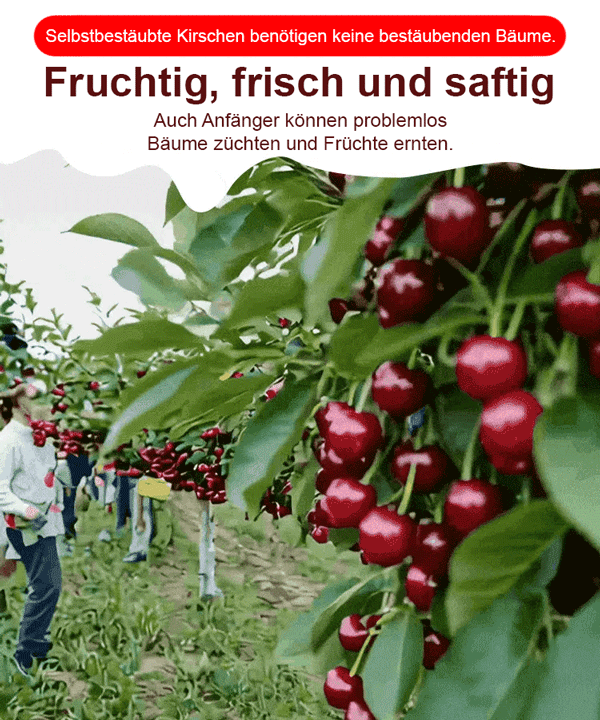 Neue Sorte von Kirschsetzlingen