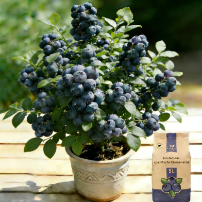 ✨Zeitlich begrenzte Aktion✨Selbstbestäubende Riesen-Blaubeerbaumsetzlinge