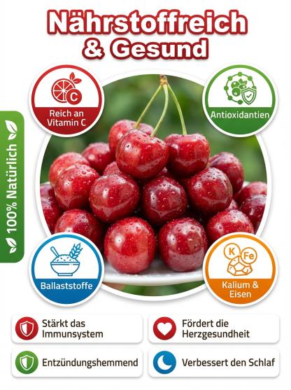 Süßkirschbaum für Anfänger: Extra große Früchte,kleiner Stein