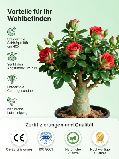 【Mit Wasser gedeiht es 100 Jahre】Wüstenrosen-Zwiebelblume, Von -20°C bis 40°C.