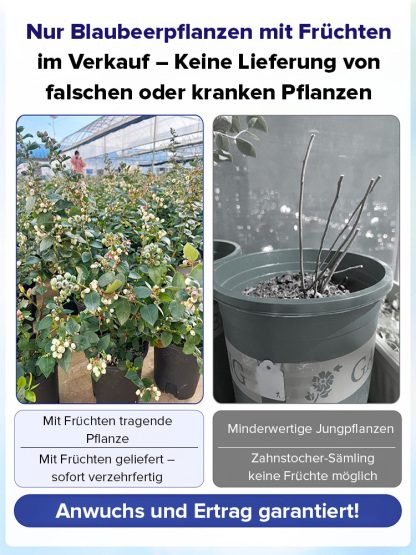 ✨Zeitlich begrenzte Aktion✨Selbstbestäubende Riesen-Blaubeerbaumsetzlinge