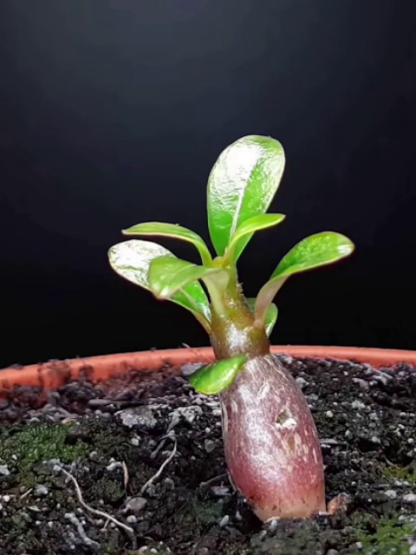 【Mit Wasser gedeiht es 100 Jahre】Wüstenrosen-Zwiebelblume, Von -20°C bis 40°C.