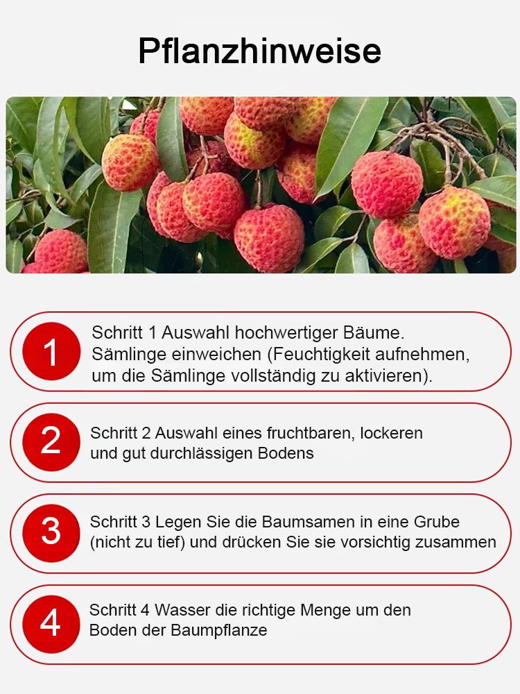Ausgewählte Litschisetzlinge! Früchte größer als ein Ei, dickes Fruchtfleisch! 99% Überlebensrate!