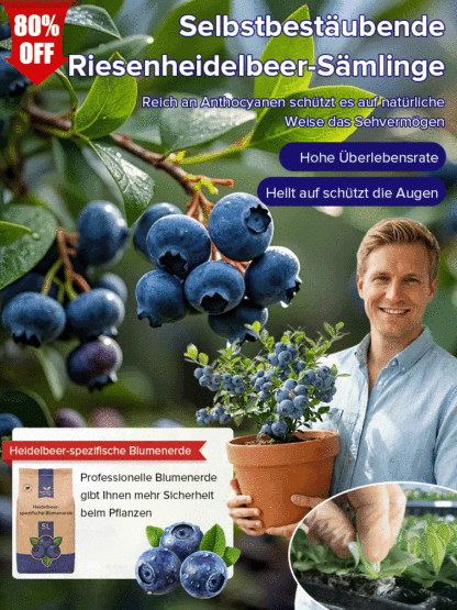 ✨Zeitlich begrenzte Aktion✨Selbstbestäubende Riesen-Blaubeerbaumsetzlinge