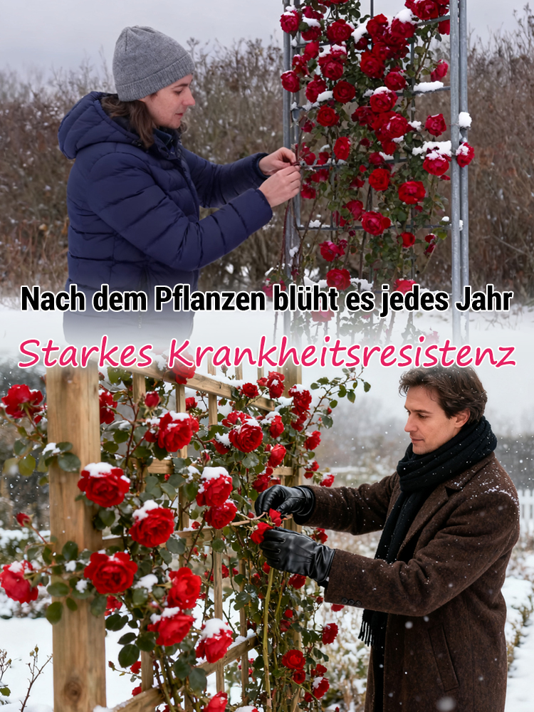 【100% Anwachsgarantie】Erfurter Galaxy-Kletterrose | Ganzjährige Blüte | Ideal für Zäune & Wände