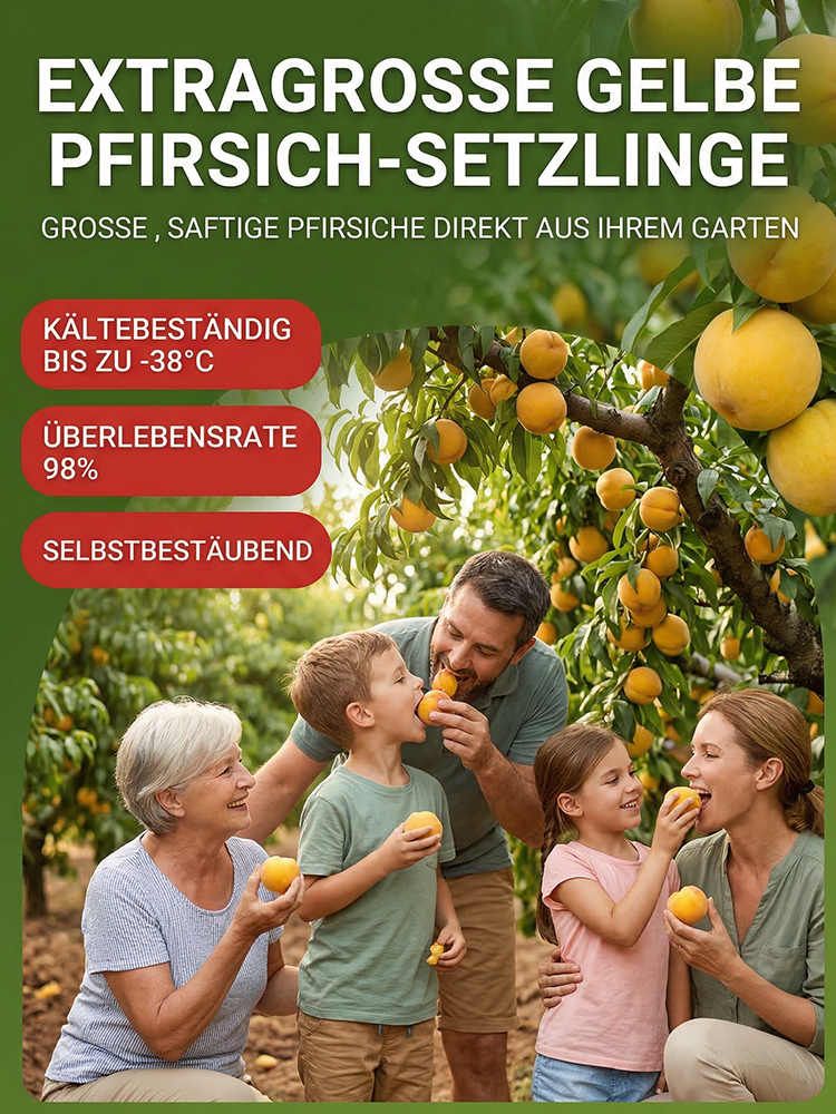 März verpasst? Ein Jahr gewartet! Ernten Sie jetzt saftig-süße Goldpfirsiche im eigenen Garten.
