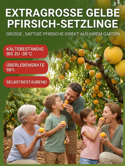 März verpasst? Ein Jahr gewartet! Ernten Sie jetzt saftig-süße Goldpfirsiche im eigenen Garten.
