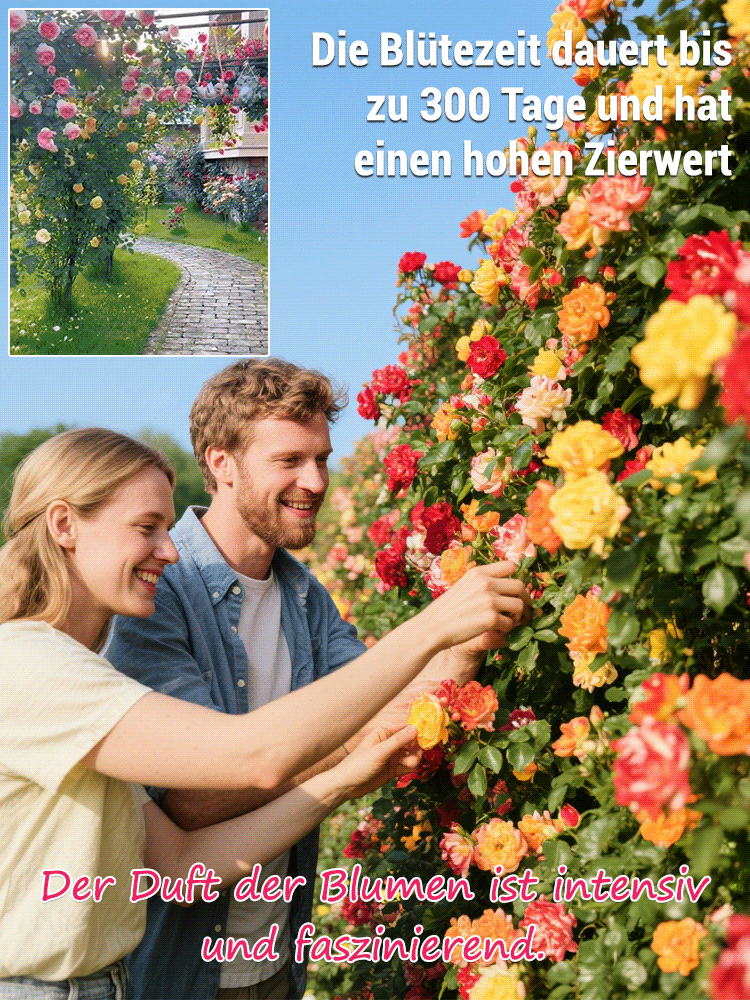 【100% Anwachsgarantie】Erfurter Galaxy-Kletterrose | Ganzjährige Blüte | Ideal für Zäune & Wände