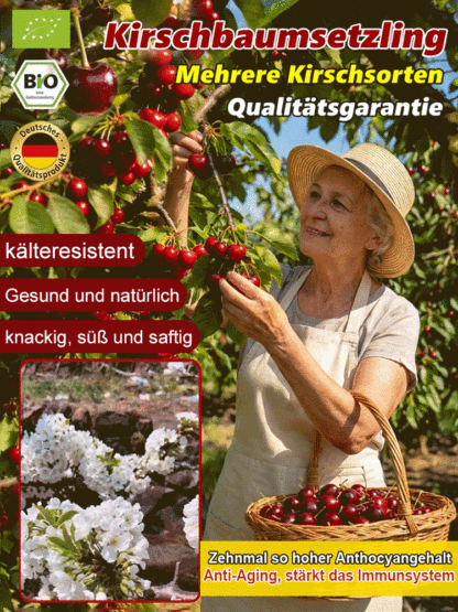 Süßkirschbaum für Anfänger: Extra große Früchte,kleiner Stein