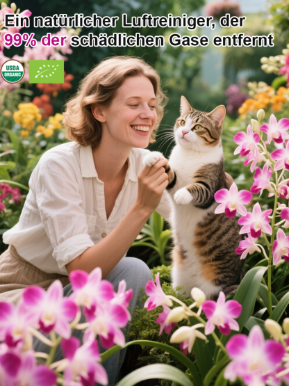 【Luftreinigung, Schlafverbesserung】100 % Überlebensrate - Parfüm-Dendrobium.