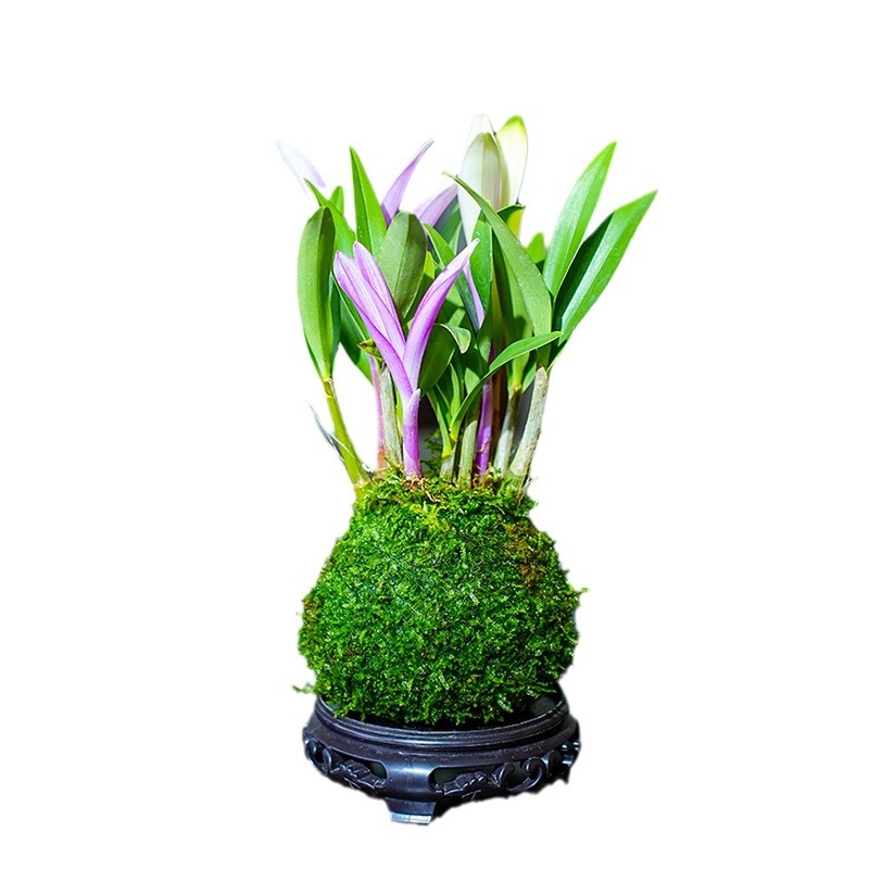 【Luftreinigung, Schlafverbesserung】100 % Überlebensrate - Parfüm-Dendrobium.