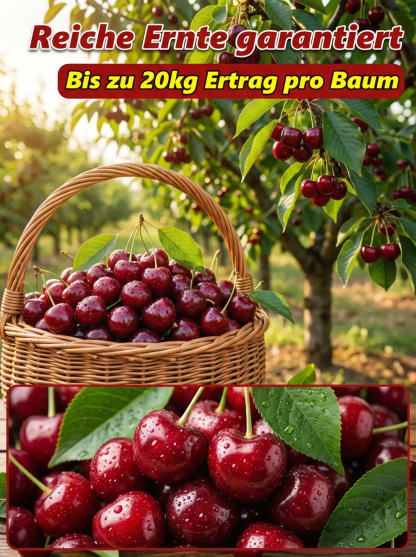 Süßkirschbaum für Anfänger: Extra große Früchte,kleiner Stein