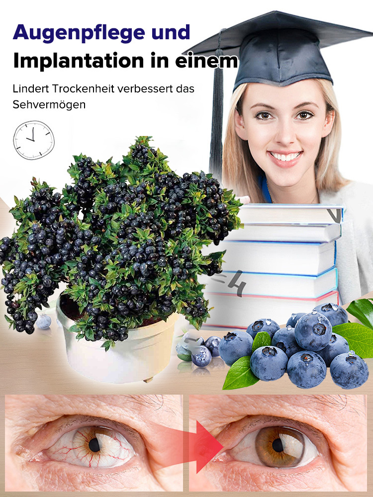 ✨Zeitlich begrenzte Aktion✨Selbstbestäubende Riesen-Blaubeerbaumsetzlinge