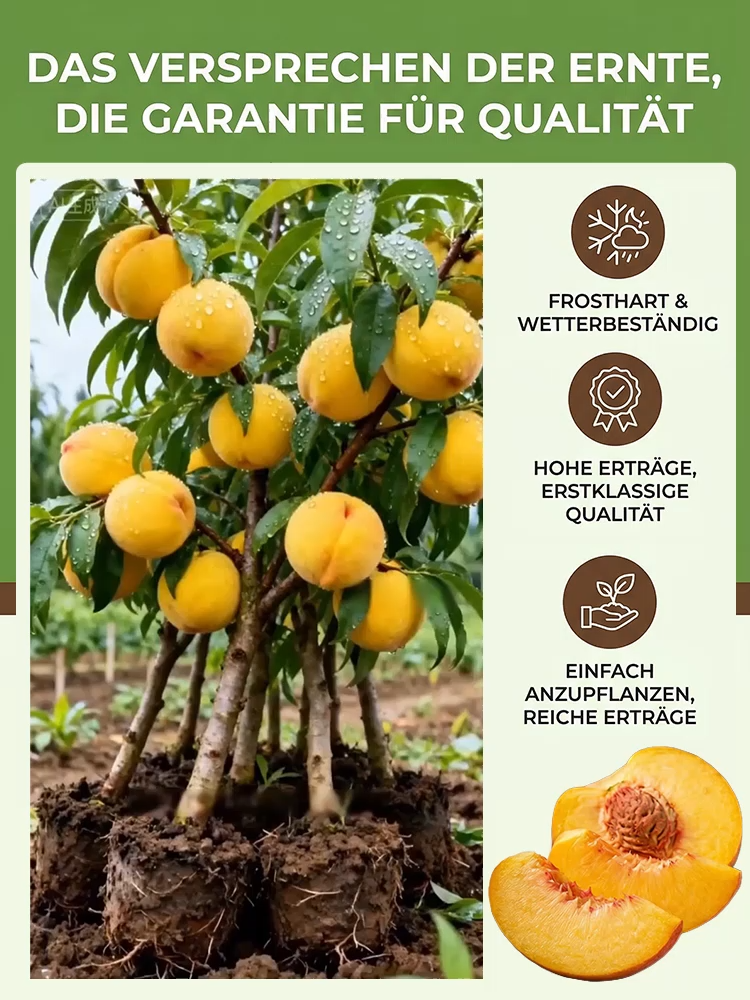 März verpasst? Ein Jahr gewartet! Ernten Sie jetzt saftig-süße Goldpfirsiche im eigenen Garten.