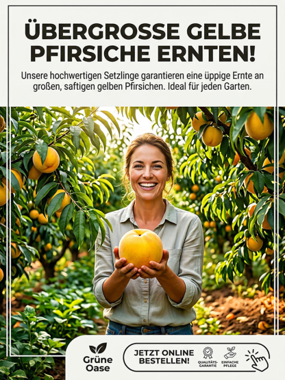 März verpasst? Ein Jahr gewartet! Ernten Sie jetzt saftig-süße Goldpfirsiche im eigenen Garten.