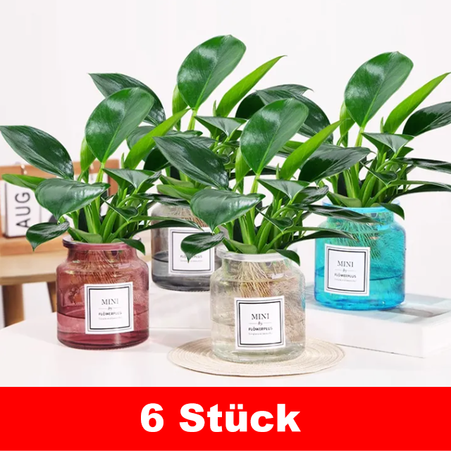 【Täglicher Verkauf von bis zu 3000 Stück】Goldener Philodendron--Luftreinigung, verbessert den Schlaf