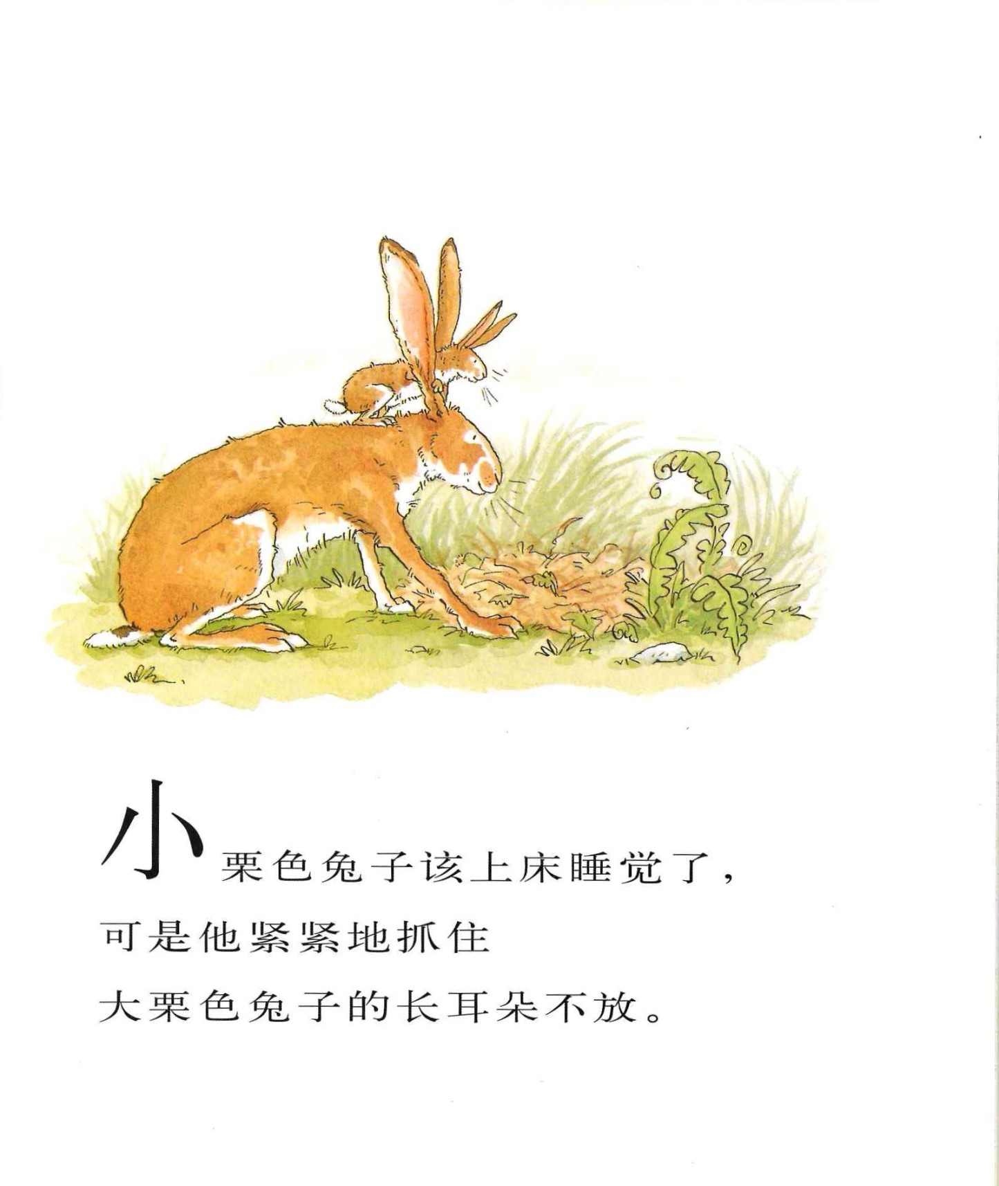 Guess How Much I Love You 《猜猜我有多爱你》
