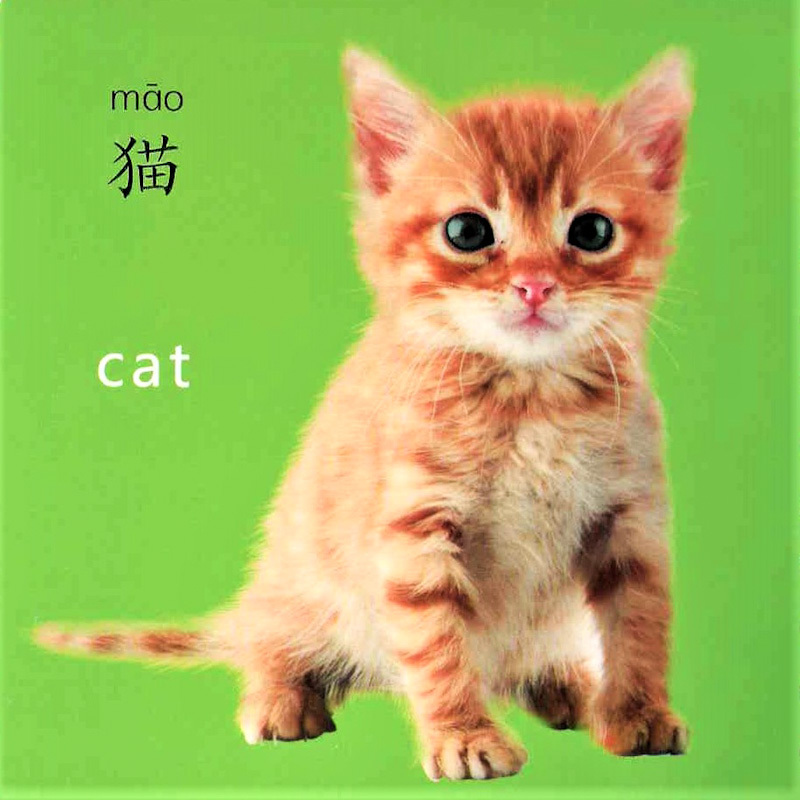 Cool! Baby Flashcards: My Pets 《动物乐园》