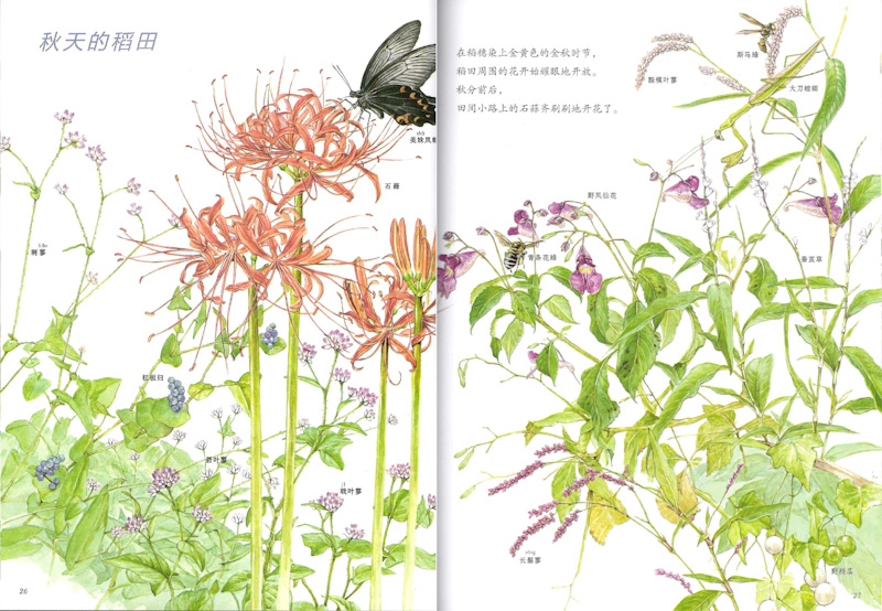 Book of Nature (Set of 3) 《自然科学绘本 全3册》