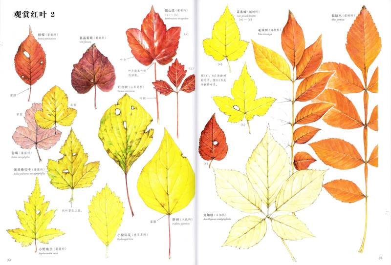 Book of Nature (Set of 3) 《自然科学绘本 全3册》