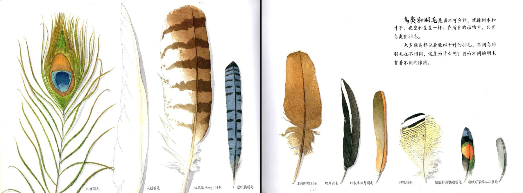 Feathers: Not Just For Flying 《羽毛:  不只是为了飞行》
