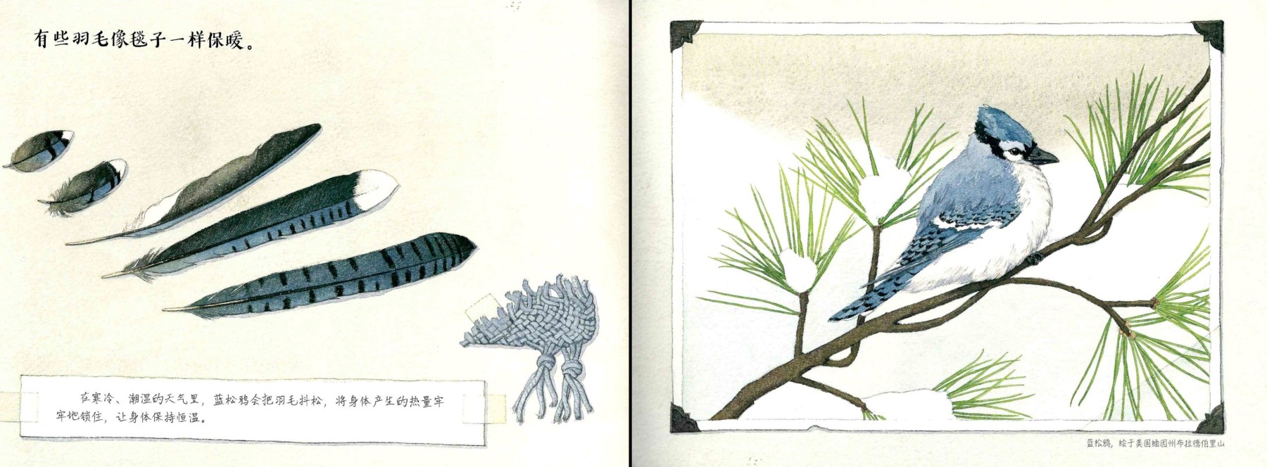 Feathers: Not Just For Flying 《羽毛:  不只是为了飞行》