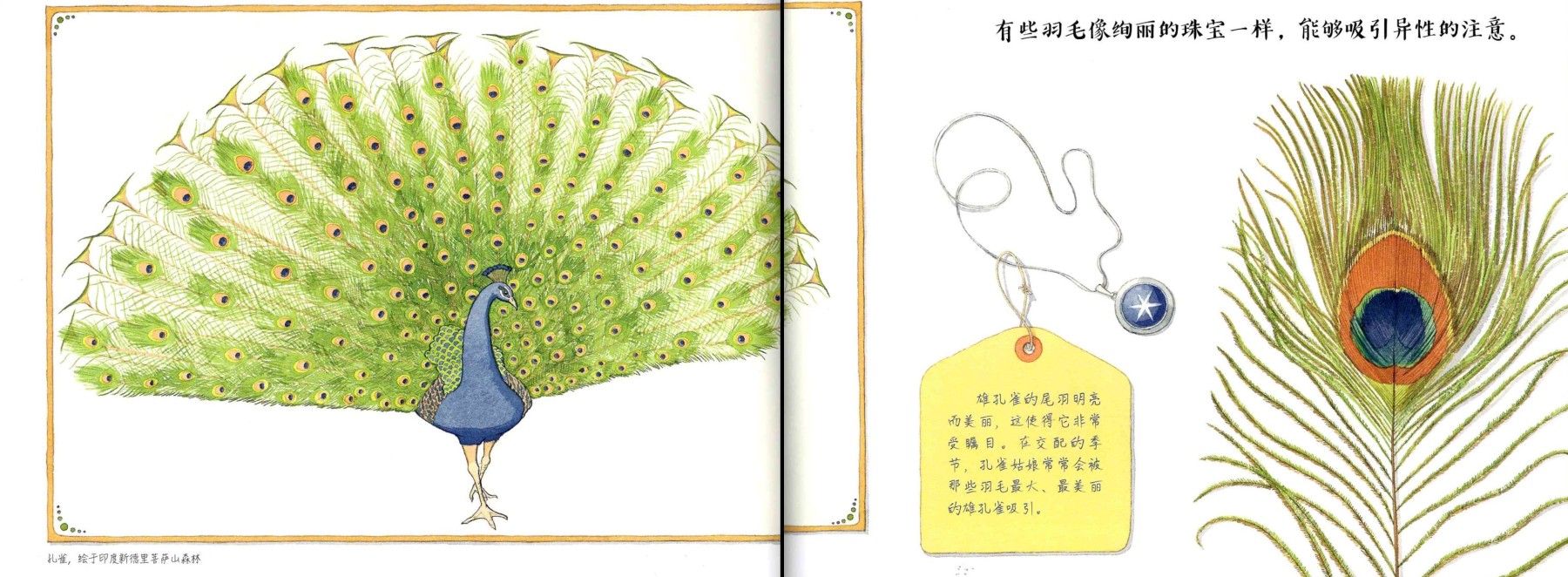 Feathers: Not Just For Flying 《羽毛:  不只是为了飞行》