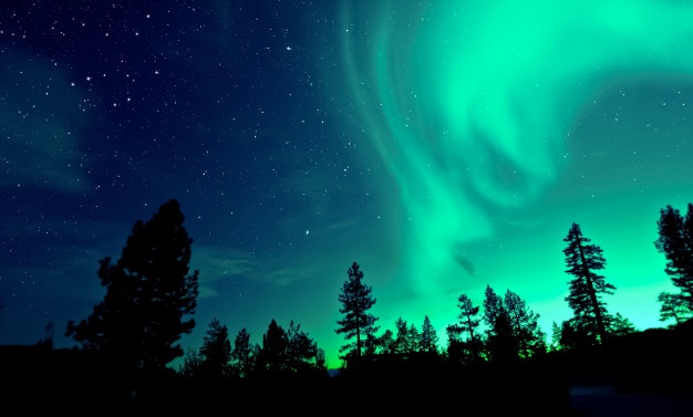 Northern lights aurora borealis over trees