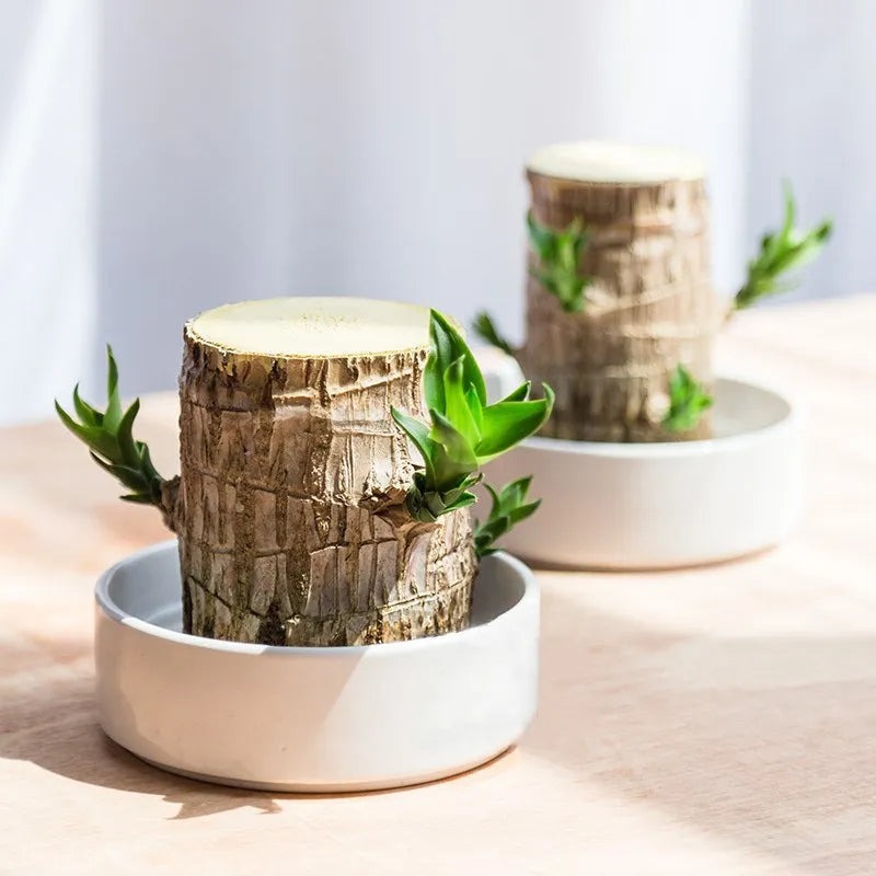 Sky Terrarium&trade; Lucky Wood