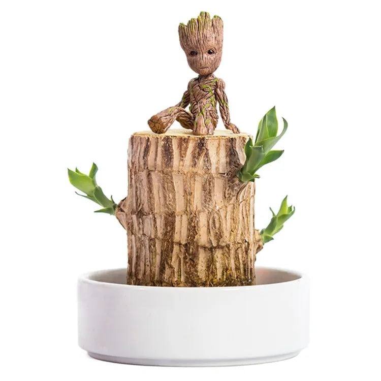 Sky Terrarium&trade; Lucky Wood