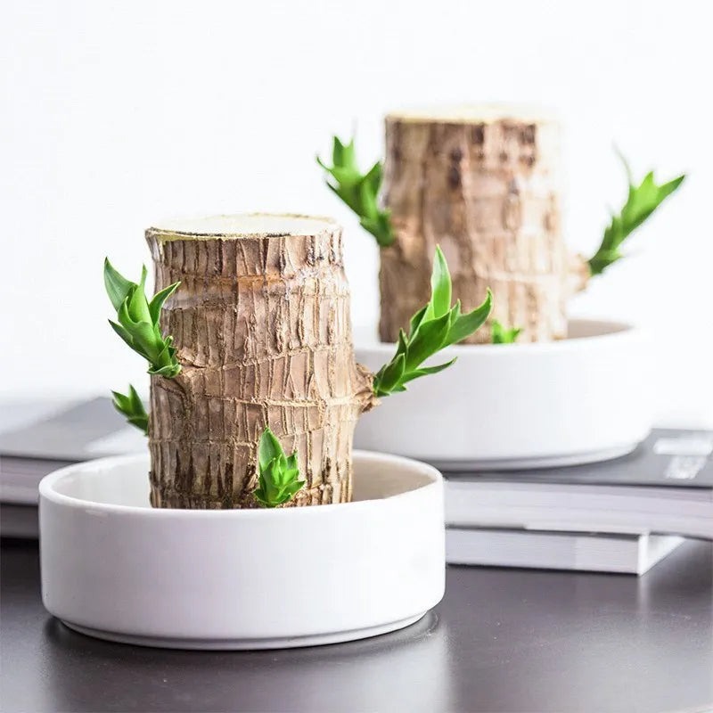 Sky Terrarium&trade; Lucky Wood