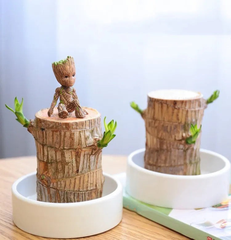 Sky Terrarium&trade; Lucky Wood