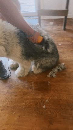 1728646175842545.gif 10月11日 (1).gif