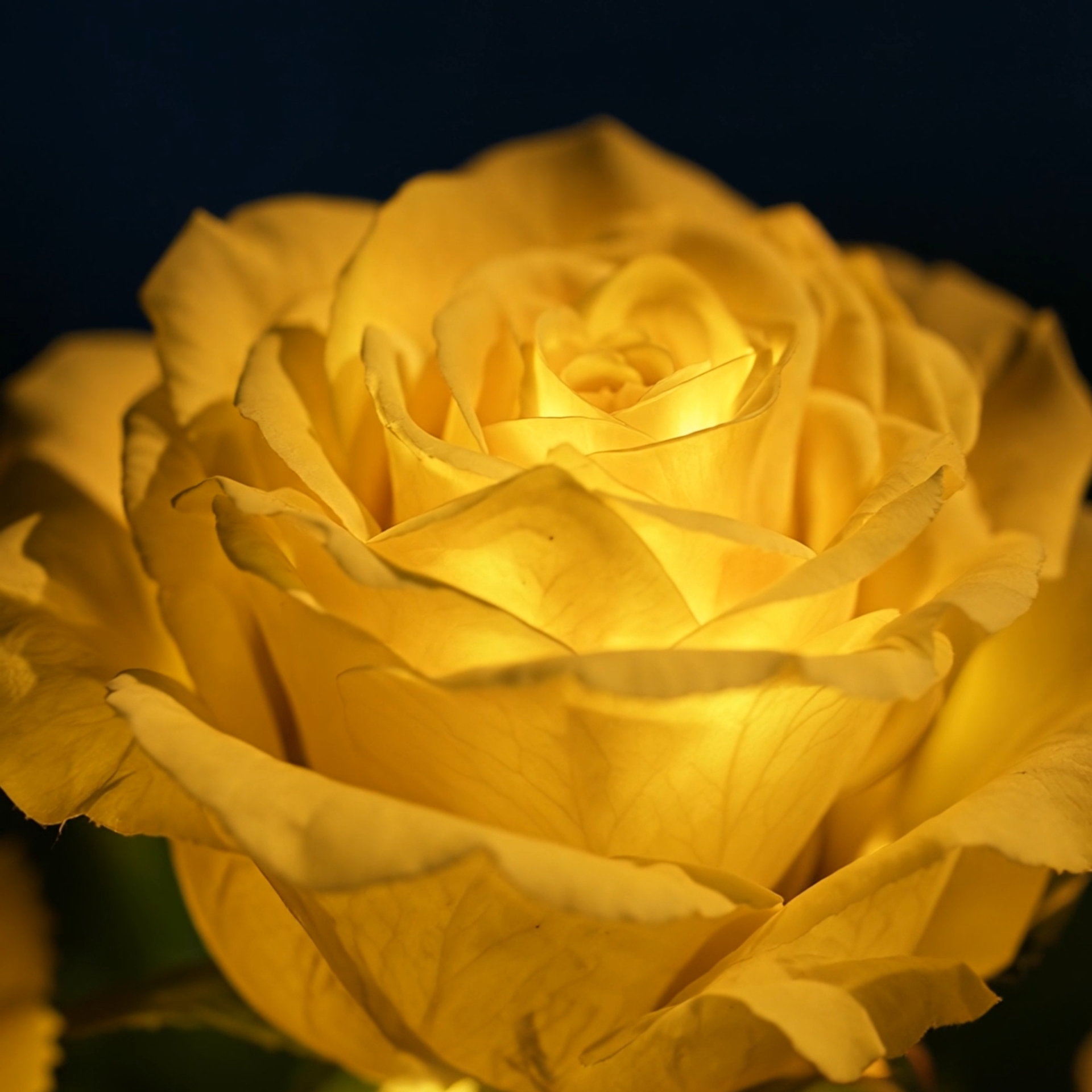 [Copy]Solar Simulated Garden Lights,upgraded solar panels, IP44 dustproof and waterproof