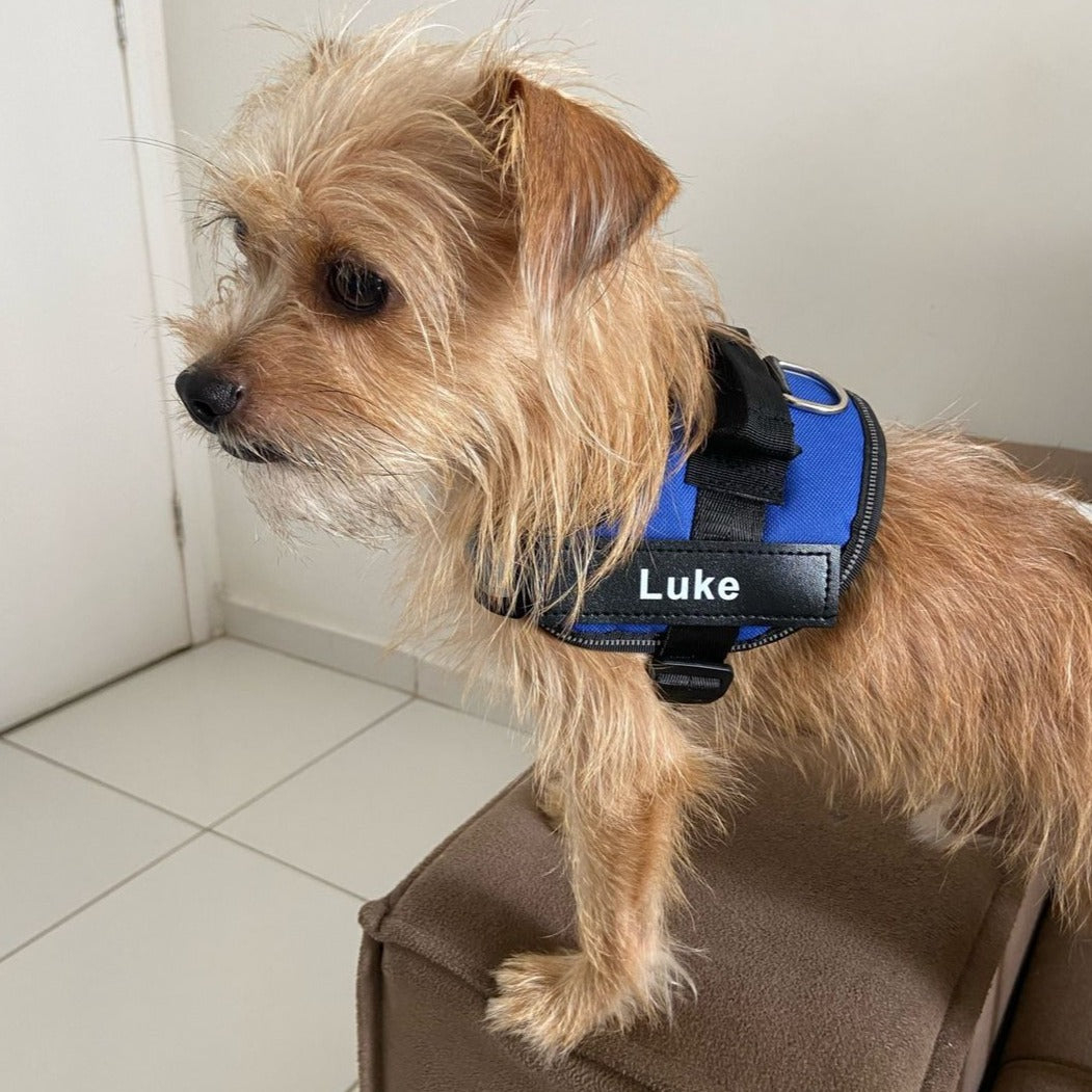 PawPilot™ No-Pull Dog Harness - Free for Personalized